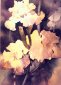 Iris Close Up, Watercolor, Marcella Wheatley