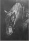 Survival, Graphite, Marcella Wheatley