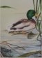 Mallard, Watercolor, Marcella Wheatley
