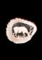 Grazing, Deer Horn Relief Carving, Marcella Wheatley
