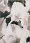Morning Kiss, Ink Wash, Marcella Wheatley