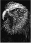 Raptor, Scratch Board, 6x6, Marcella Wheatley