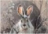 Animals/Birds Gallery, Marcella Wheatley