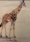 Giraffe, Print, Marcella Wheatley