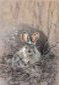 Snowshoe Hare, Print, Marcella Wheatley